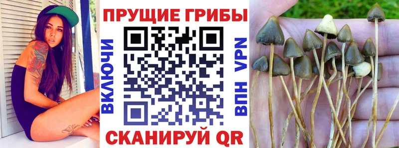 Псилоцибиновые грибы Cubensis  продажа наркотиков  Задонск 